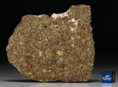 NWA 10297 (47.50 gram)