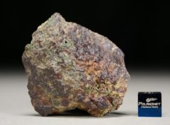 NWA 8251 (44.80 gram)