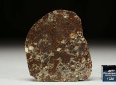 NWA 8355 (13.37 gram)