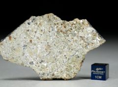 NWA 8321 (13.21 gram)