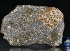 NWA 8305 (34.98 gram)