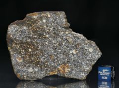 NWA 8305 (28.90 gram)