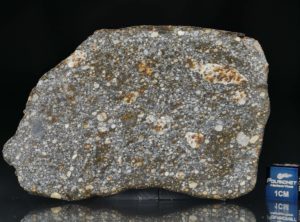 NWA 8305 (36.56 gram)