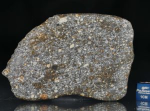 NWA 8305 (34.60 gram)