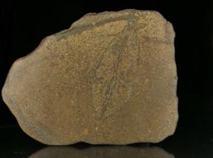 PUŁTUSK (113.90 gram)