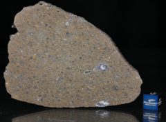 NWA 6231 (40.20 gram)