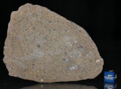 NWA 6231 (31.36 gram)