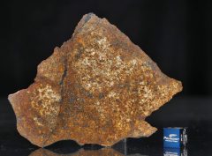 SAHARA 99477 (124.2 gram)