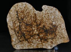 NWA 13648 (3713 gram)