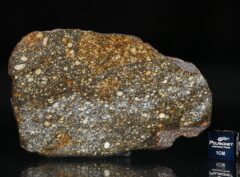 NWA 8305 (27.04 gram)