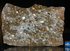 NWA 12263 (74.8 gram)