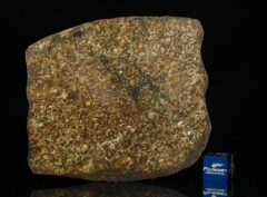 NWA 13876 (46.00 gram)