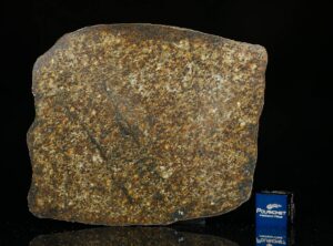 NWA 13876 (47.00 gram)