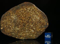 NWA 13876 (33.00 gram)