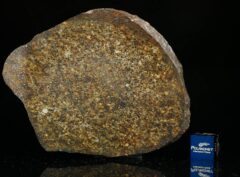 NWA 13876 (41.50 gram)