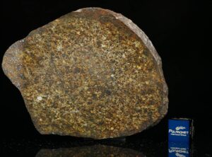 NWA 13876 (41.50 gram)