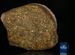 NWA 13876 (48.60 gram)