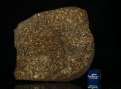 NWA 13876 (42.10 gram)