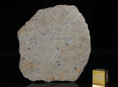 NWA 14149 (19.66 gram)