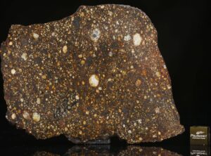 NWA 13309 (53.26 gram)