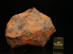 HICKMAN (269 gram)
