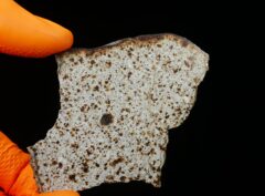 NWA 8756 (42.0 gram)