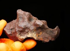 MUNDRABILLA (218.8 gram) individual