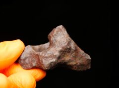 MUNDRABILLA (78.0 gram) individual