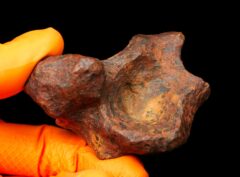 MUNDRABILLA (214.3 gram) individual