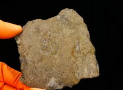 JIKHARRA 001 (93 gram)