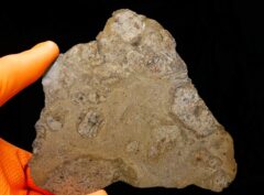 JIKHARRA 001 (135 gram)