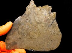 JIKHARRA 001 (126 gram)