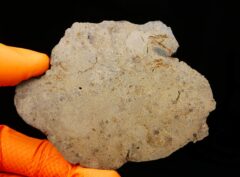 JIKHARRA 001 (65.5 gram)