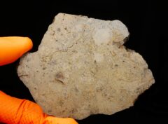 JIKHARRA 001 (81 gram)