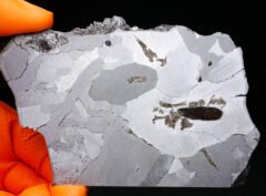 SIKHOTE ALIN (325 gram) slice