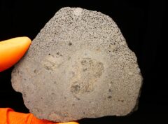 JIKHARRA 001 (68.4 gram) BUBBLES