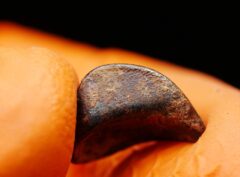 NWA 859 “TAZA” (1.597 gram) ORIENTED