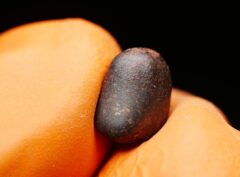 NWA 859 “TAZA” (1.329 gram) ORIENTED