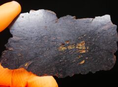 CANYON DIABLO (33.05 gram) shale