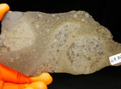 JIKHARRA 001 (67.77 gram) BUBBLES