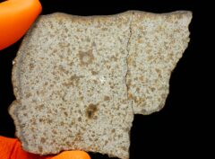 NWA 8756 (48.77 gram)