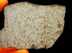NWA 8756 (46.13 gram)